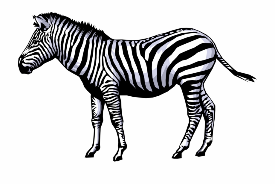 zebra clipart realistic