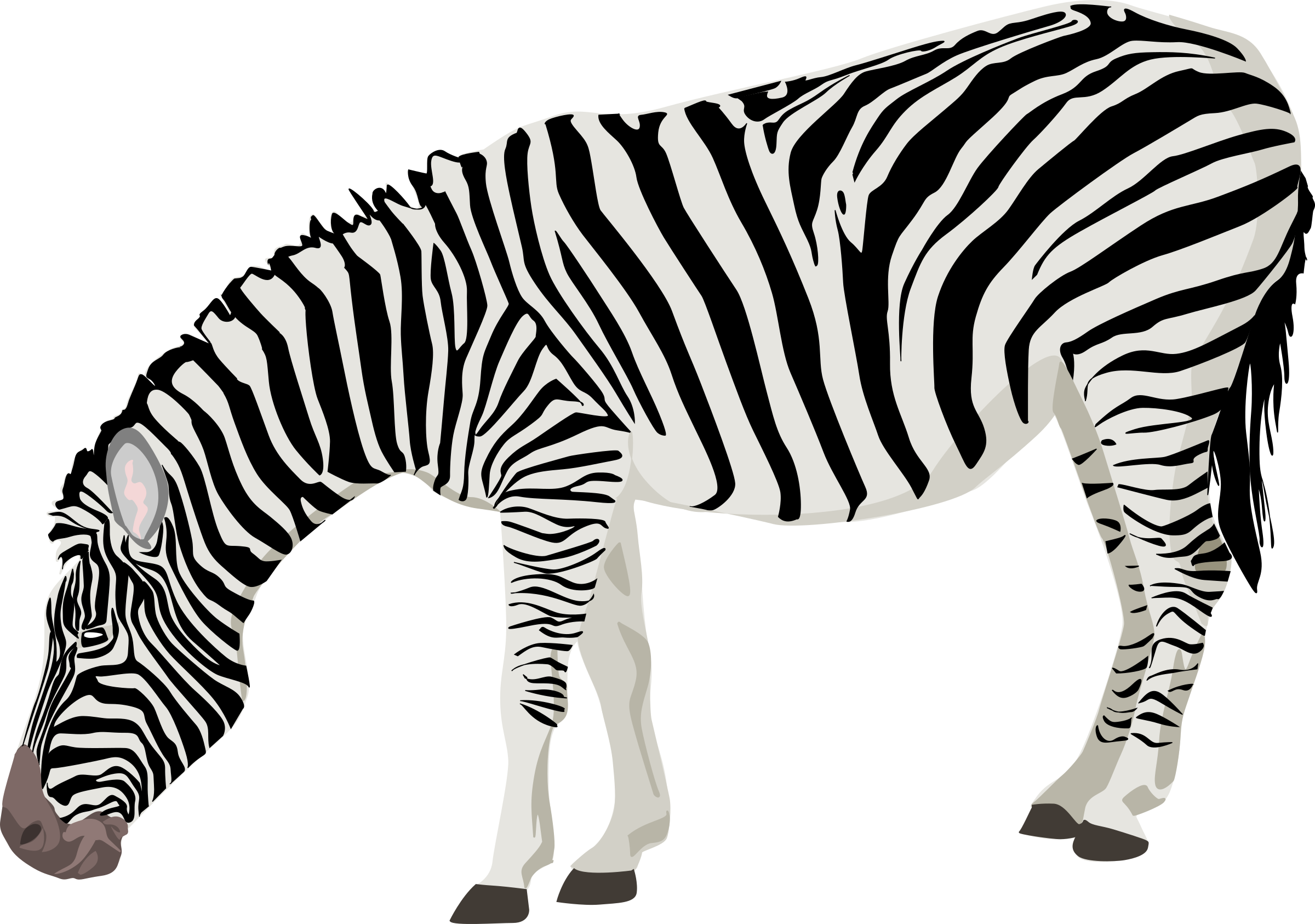 Zebra transparent png.