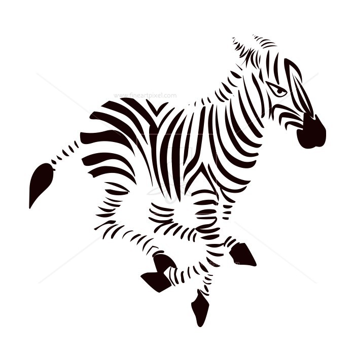 Zebra calf .