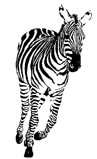 Zebra clip art