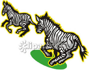 Two Running Zebras