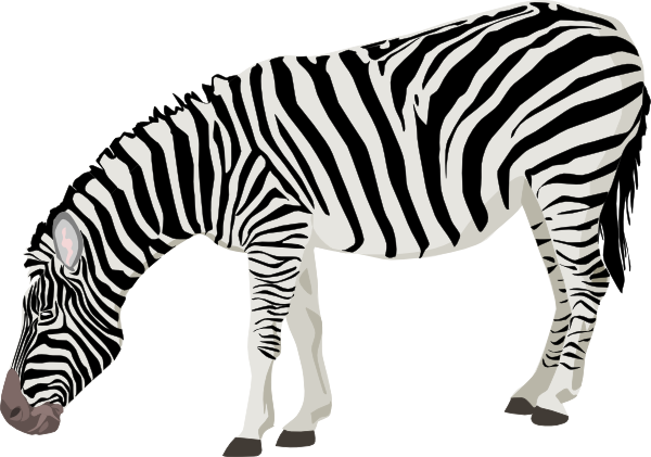 Zebra png transparent.