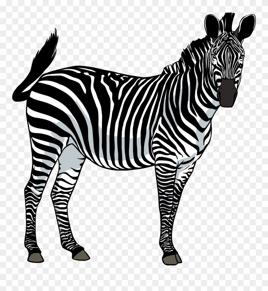 Zebra clipart transparent.