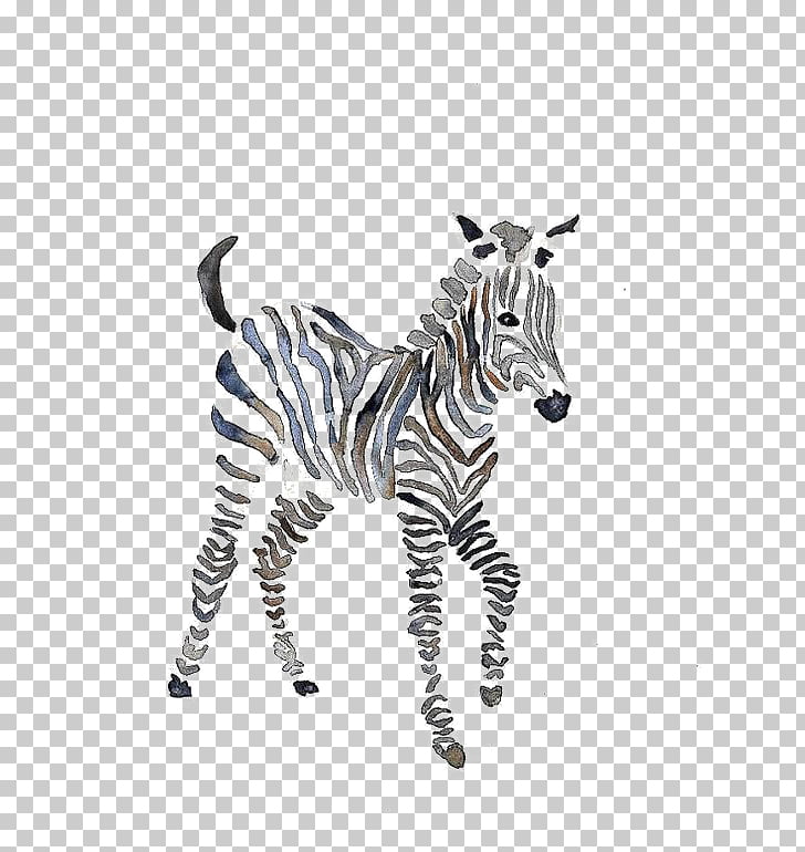 Quagga zebra watercolor.