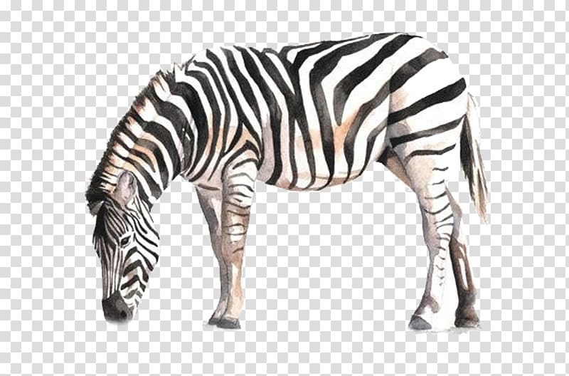 Horse zebra watercolor.
