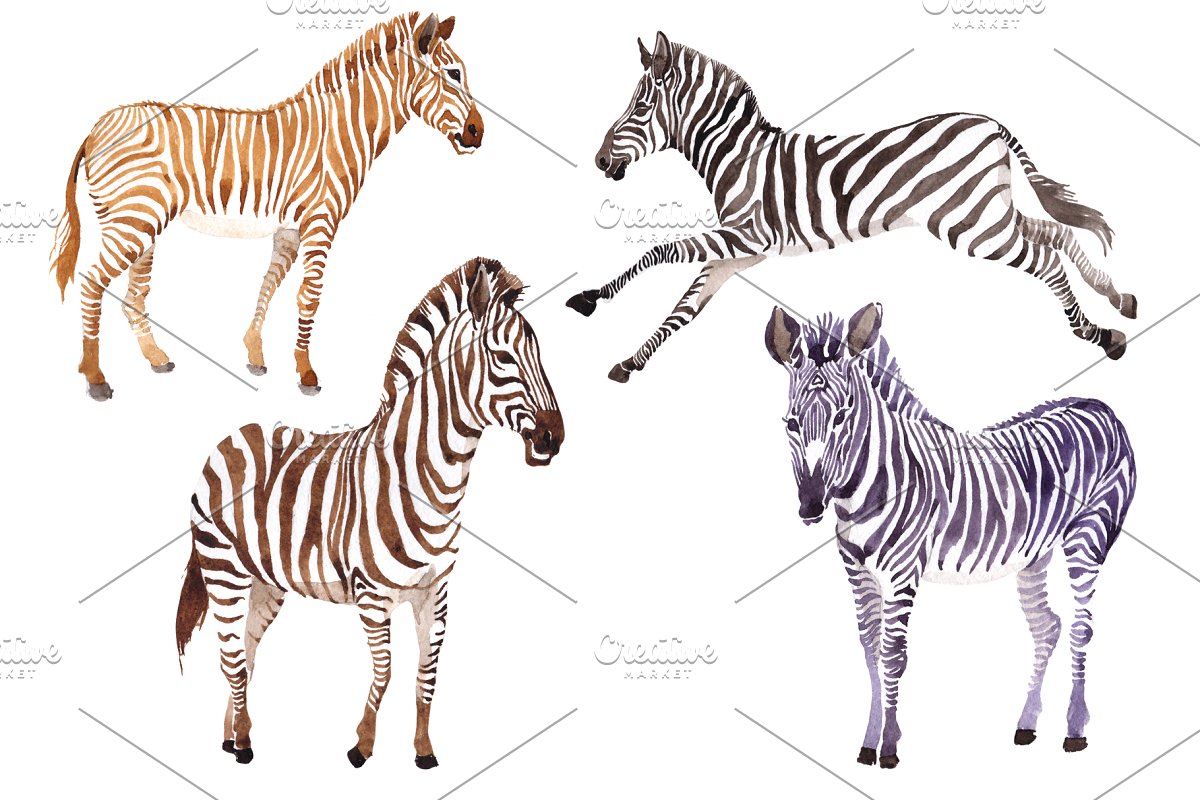 Zebra set watercolor.