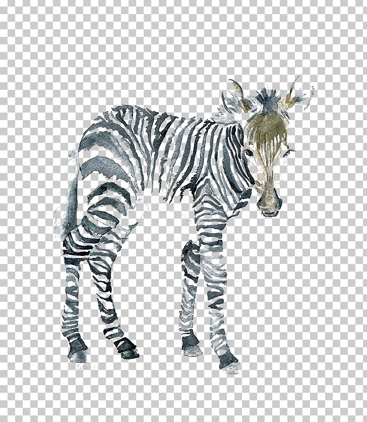 The Art Of Painting Zebra Watercolor Painting Canvas PNG