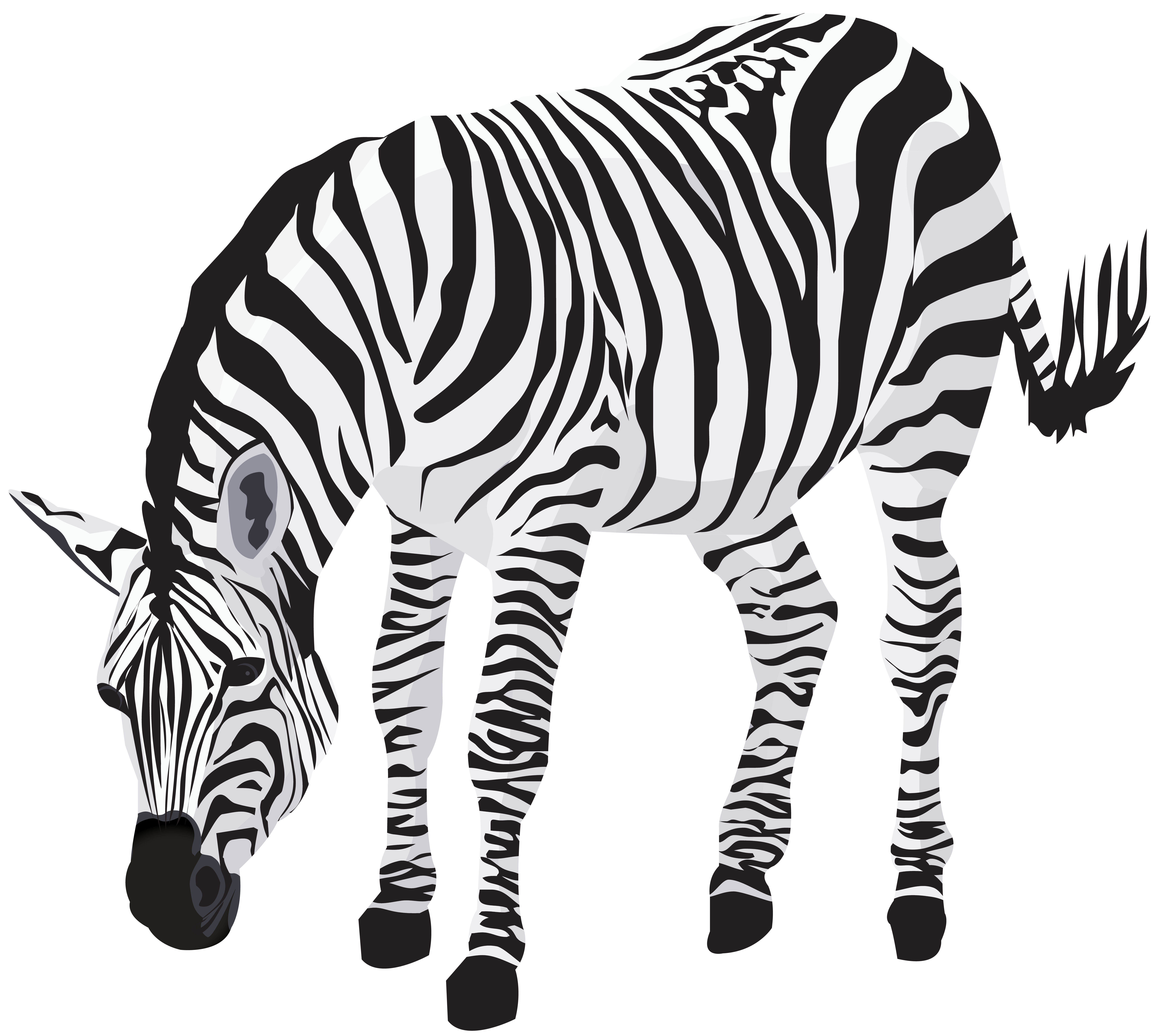 Zebra clipart image.