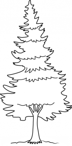 Tree Black And White Clipart Pine and other clipart images on Cliparts pub™