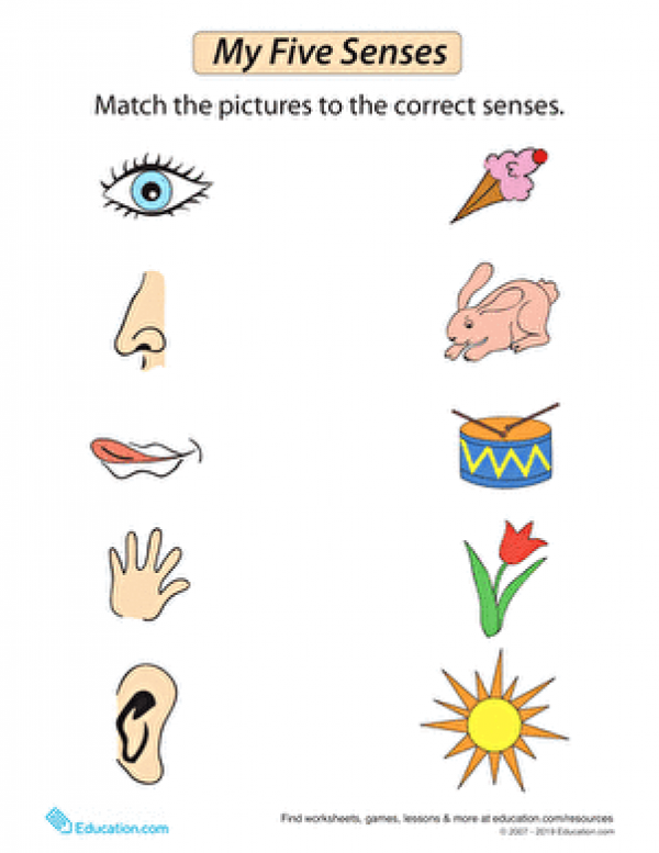 5 Senses Clipart Preschool and other clipart images on Cliparts pub™