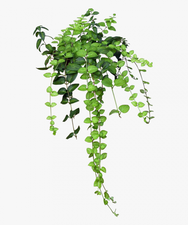 Aesthetic Clipart Plant and other clipart images on Cliparts pub™