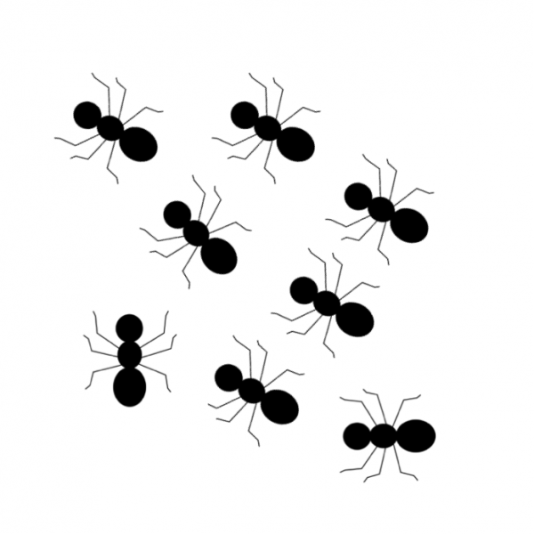 ant with black and white stripes