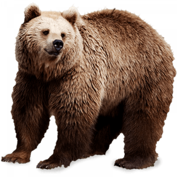 Bear Clipart Transparent Background and other clipart images on ...