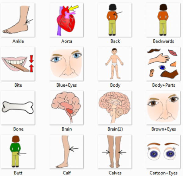 Body Part Clipart External and other clipart images on Cliparts pub™