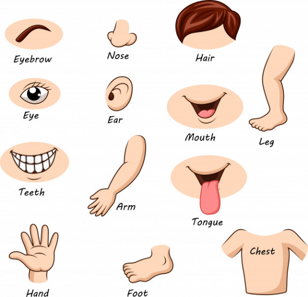 Body Part Clipart Human and other clipart images on Cliparts pub™