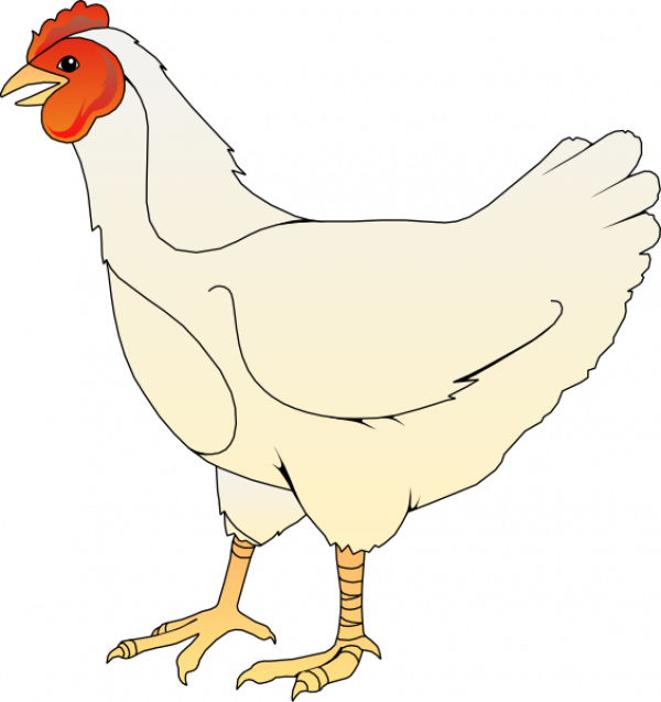 Chicken Clipart and other clipart images on Cliparts pub™