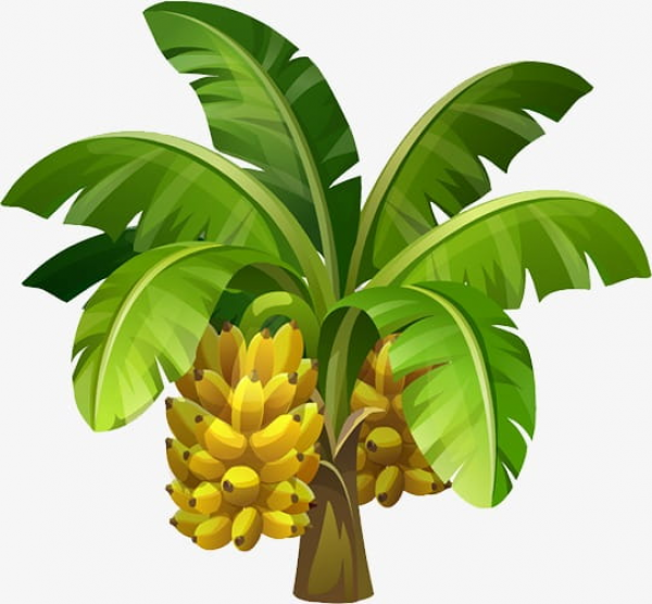 Clipart Banana Tree and other clipart images on Cliparts pub™