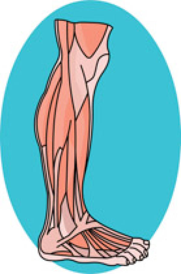 Clipart Leg Muscle and other clipart images on Cliparts pub™