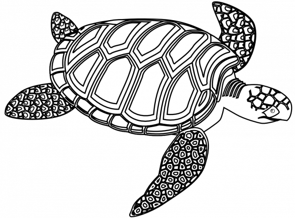 Clipart Sea Turtle Outline and other clipart images on Cliparts pub™