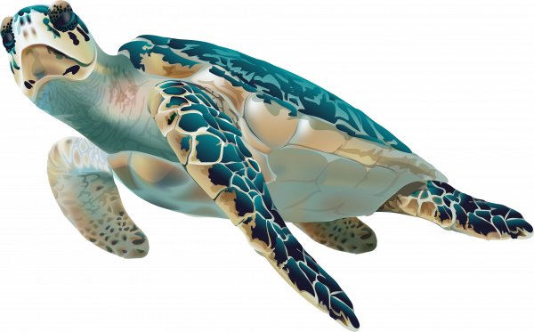 Clipart Sea Turtle Transparent Background and other clipart images on