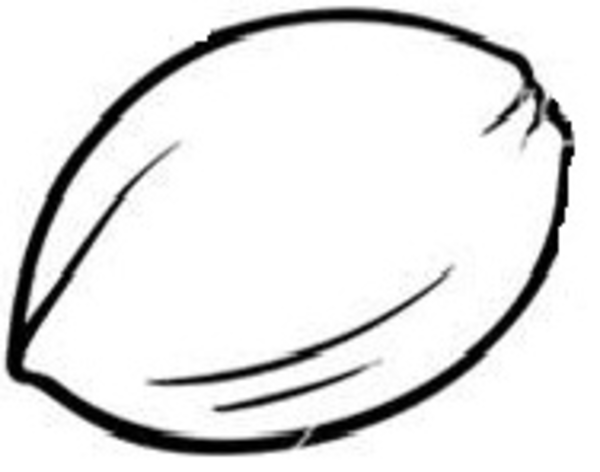 coconut-clipart-outline-and-other-clipart-images-on-cliparts-pub