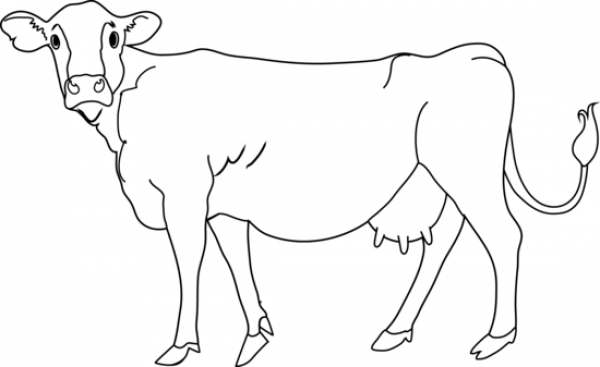 Cow Clipart Black And White Realistic And Other Clipart Images On 