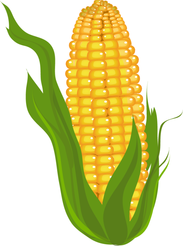 Crops Clipart Corn and other clipart images on Cliparts pub™