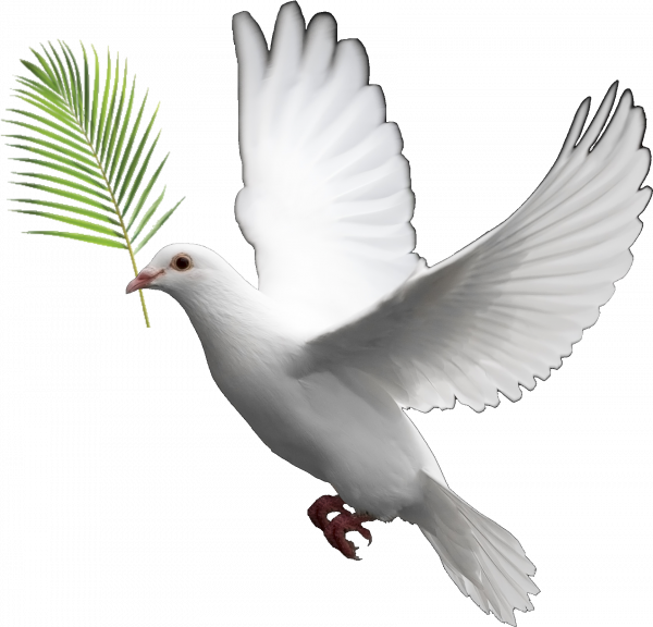 dove-png-clipart-bible-and-other-clipart-images-on-cliparts-pub