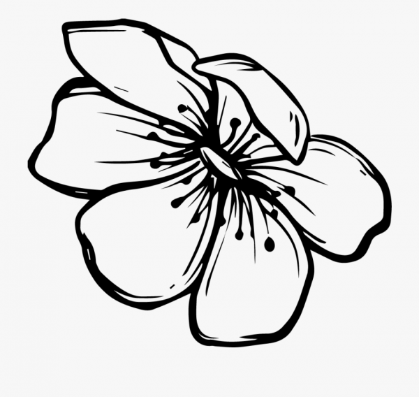 Flower Clipart Black And White Transparent Background and other clipart