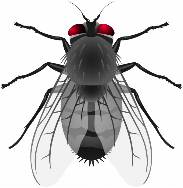 Fly Clipart and other clipart images on Cliparts pub™