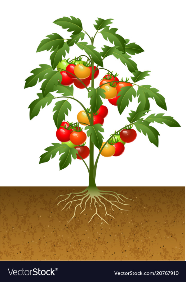 Free Clipart Plants Tomato Plant and other clipart images on Cliparts pub™