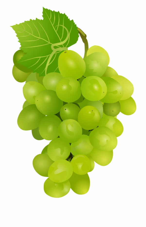 Grapes Clipart Realistic and other clipart images on Cliparts pub™