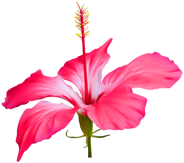 Hibiscus Clipart Transparent Background And Other Clipart Images On