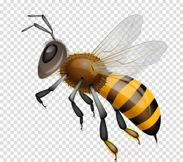 Honey Bee Clipart Realistic and other clipart images on Cliparts pub™