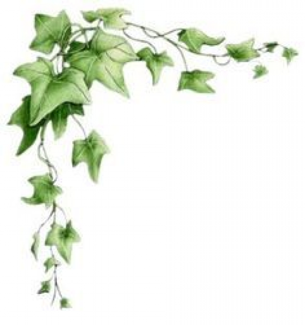 Ivy Border Clipart Vine And Other Clipart Images On Cliparts Pub™ 5365