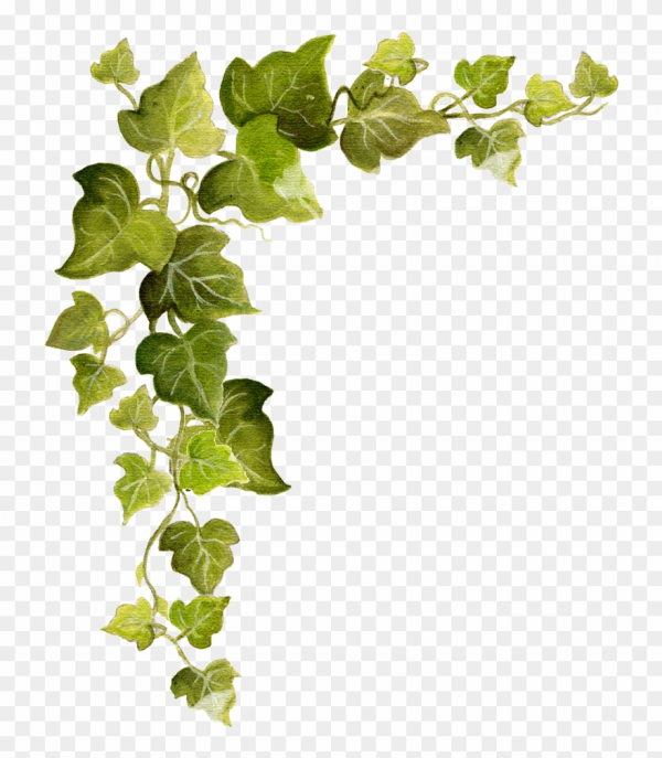 Ivy Border Clipart Design And Other Clipart Images On Cliparts Pub™ 5032