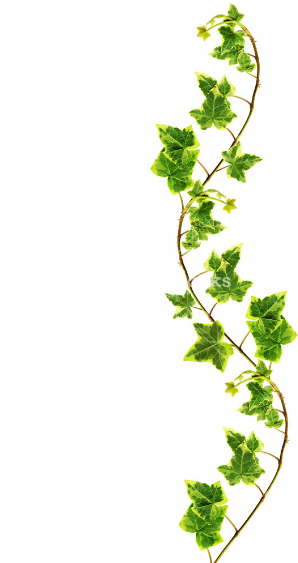 Ivy Border Clipart White Background And Other Clipart Images On Cliparts Pub™ 5860