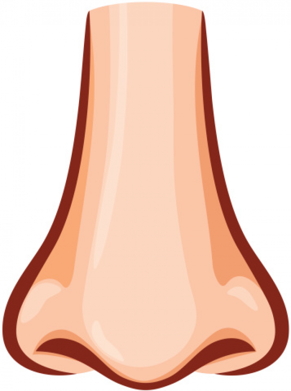 41 nose clipart. 