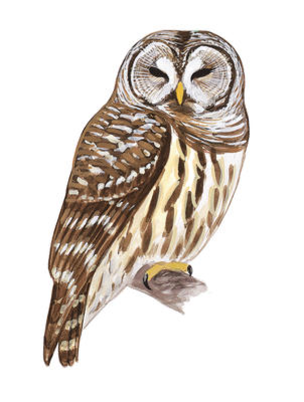 Owl Clipart Free Realistic And Other Clipart Images On Cliparts Pub™