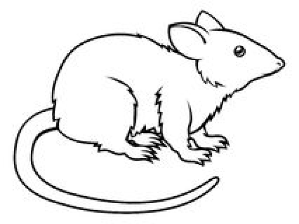 Rat Clipart Outline Pictures On Cliparts Pub 2020! 🔝