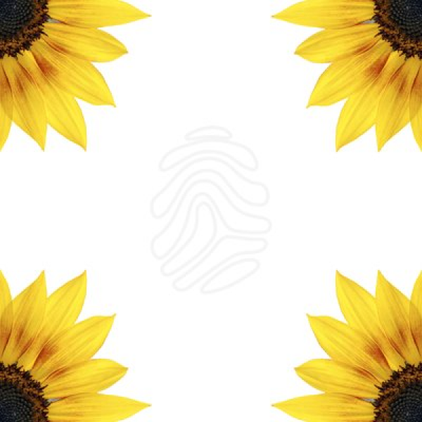 Sunflower Clipart Corner And Other Clipart Images On Cliparts Pub™ 3592