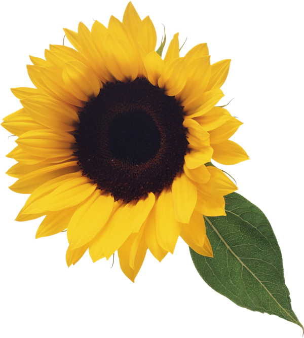 Sunflower Clipart Real and other clipart images on Cliparts pub™