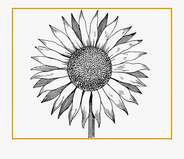 Sunflower Clipart Black And White and other clipart images on Cliparts pub™