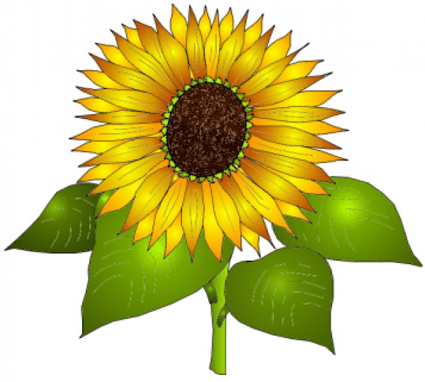 Sunflower Clipart Plant and other clipart images on Cliparts pub™