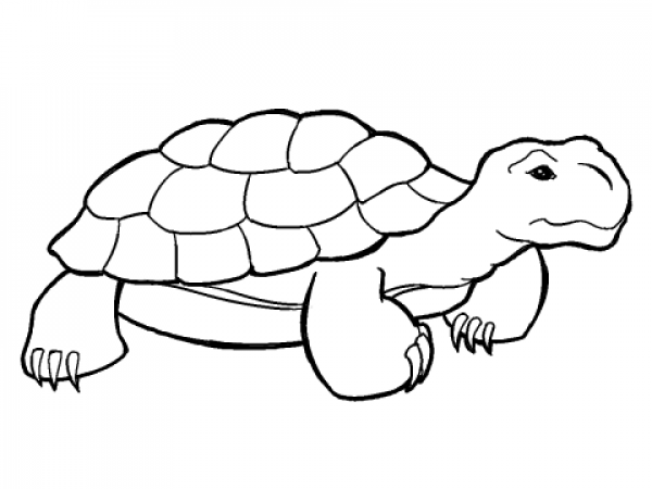 Tortoise Clipart Outline and other clipart images on Cliparts pub™