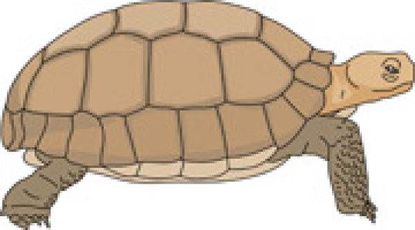 Tortoise Clipart Desert and other clipart images on Cliparts pub™