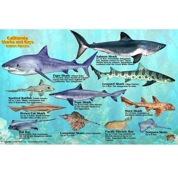 Types Of Sharks Clipart Leopard Shark and other clipart images on